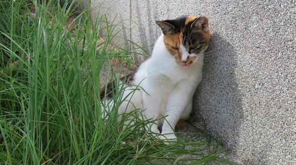 休憩中にお茶目な表情を見せる可愛い三毛猫 三毛猫,猫,休憩の写真素材
