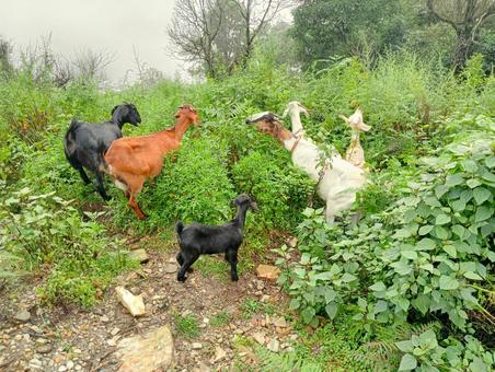 ヤギの放牧風景 ネパール  ヤギの放牧風景 ネパール  ヤギ,放牧,家畜の写真素材