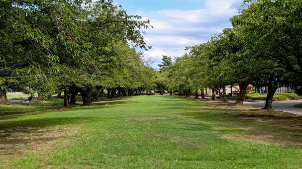 緑の木々に鴨まれた公園の広場 緑の木々に鴨まれた公園の広場 空,自然,木の写真素材