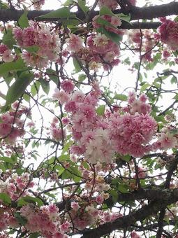 神社の桜 神社の桜の写真