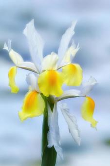 Either iris or iris, JPG