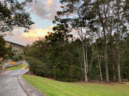 木々と夕日 道路,木,海外の写真素材