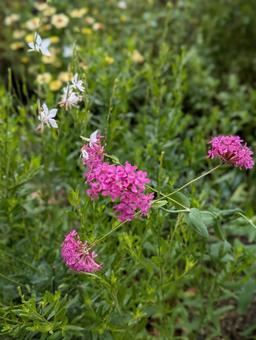 シレネとガウラの花 シレネとガウラの花の写真