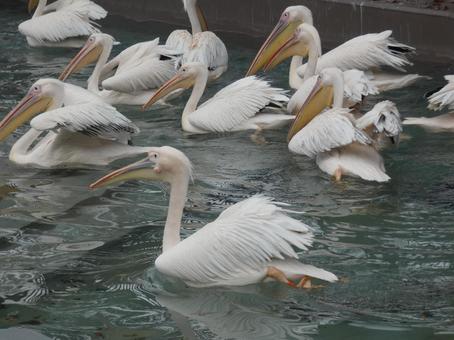 モモイロペリカン モモイロペリカン,動物,生き物の写真素材