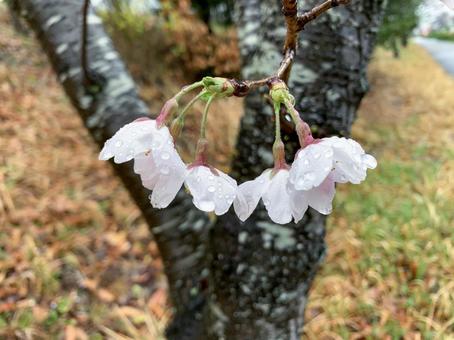 花 薄いピンク さくら 桜 花 薄いピンク さくら 桜の写真
