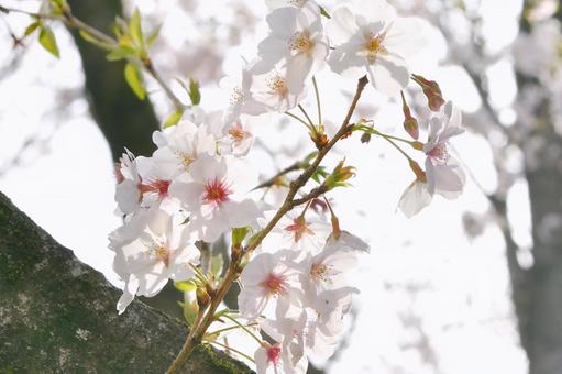 桜の花 桜の花 桜,春,花の写真素材