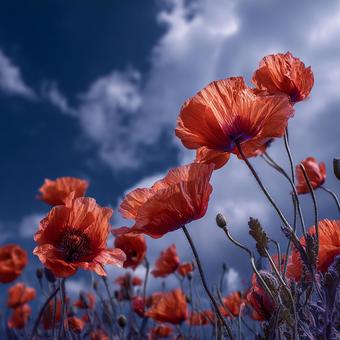 ドラマチックな花畑 ドラマチックな花畑の写真