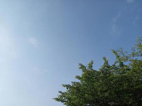 Photo, may, wood, sky, 
