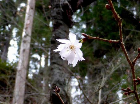 郊外の庭園で一輪だけ開花した白梅 郊外の庭園で一輪だけ開花した白梅 白梅,花,植物の写真素材