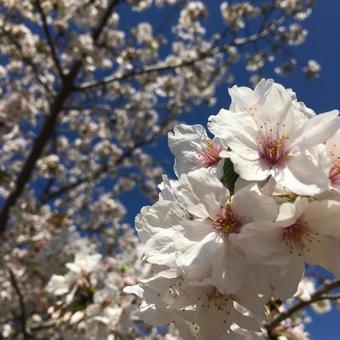 青空と桜 青空と桜の写真