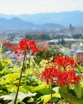 秋 雲上殿 彼岸花1 秋 雲上殿 彼岸花1 癒し,景色,風景の写真素材
