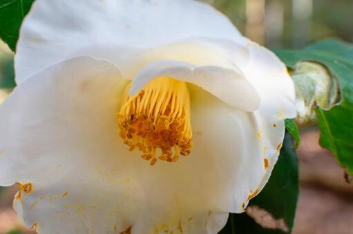 白椿の柔らかな花心 椿,白,花の写真素材