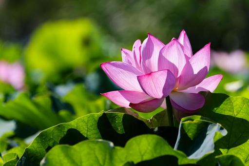 Photo, lotus, a lotus, summer, 