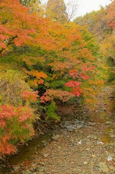 養老渓谷 養老渓谷,粟又の滝,滝の写真素材