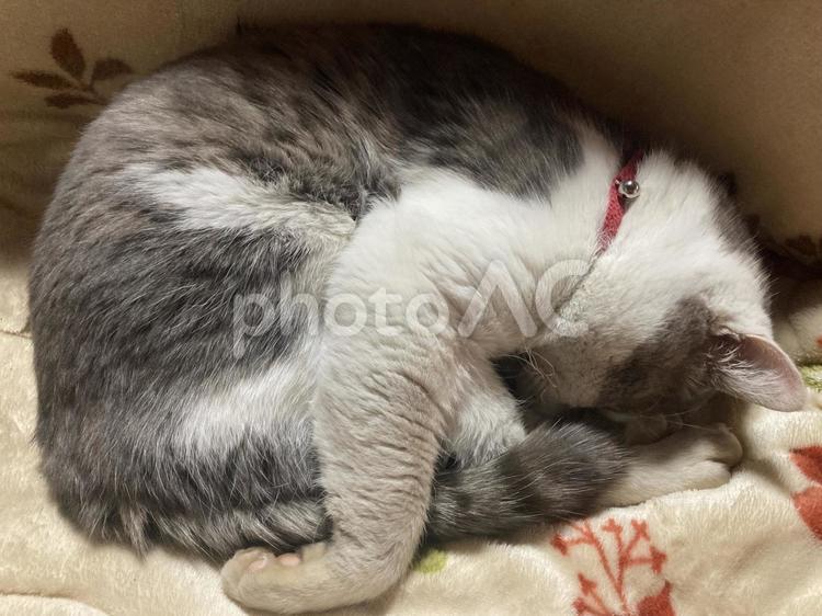 寝る猫 ねこ,かわいい,ほのぼのの写真素材