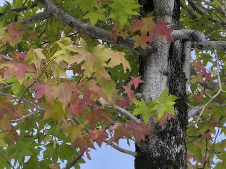 プラタナスの木 プラタナスの木 街路樹,紅葉,落ち葉の写真素材