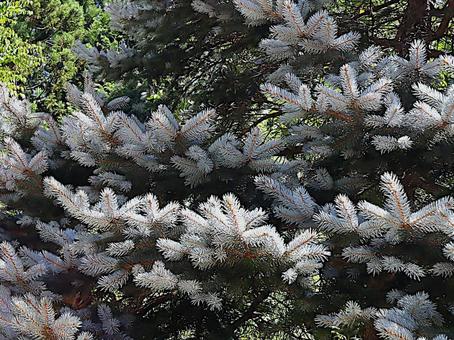 コロラドトウヒの写真