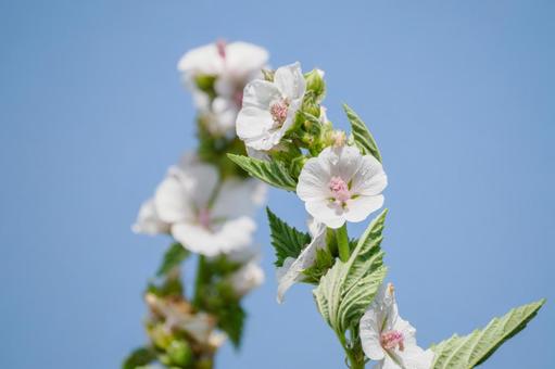 ウスベニタチアオイ⑴ 初夏,ウスベニタチアオイ,花の写真素材