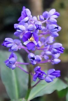 特別な贈り物の写真