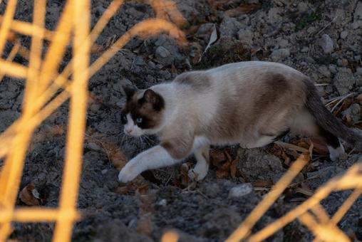 土を歩く青い目の猫 猫,キャット,シャム猫の写真素材