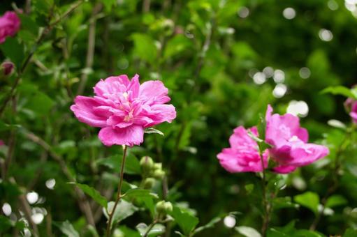 季節の花620 季節の花620の写真