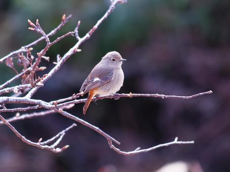 美しい背景と枝にとまるジョウビタキの雌 鳥,ジョウビタキ,自然の写真素材