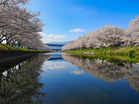 池田川沿いの桜並木 糸島市,桜,桜スポットの写真素材