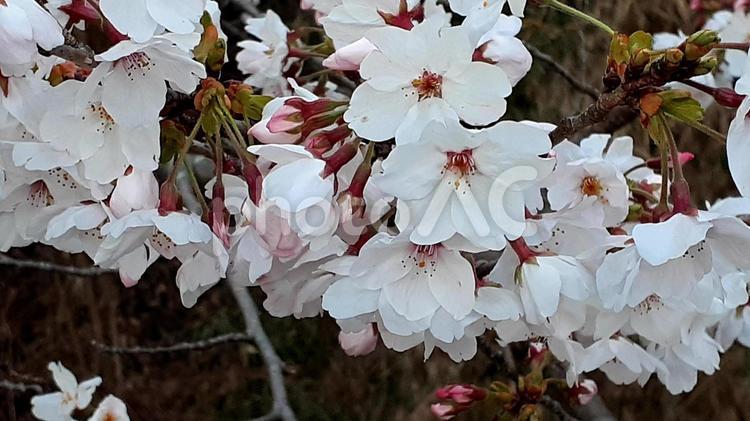 満開の桜のアップ 春,桜,さくらの写真素材