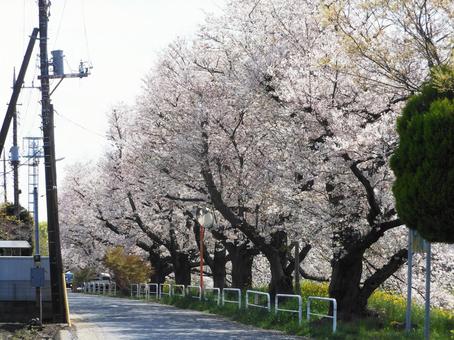 桜並木 桜並木の写真