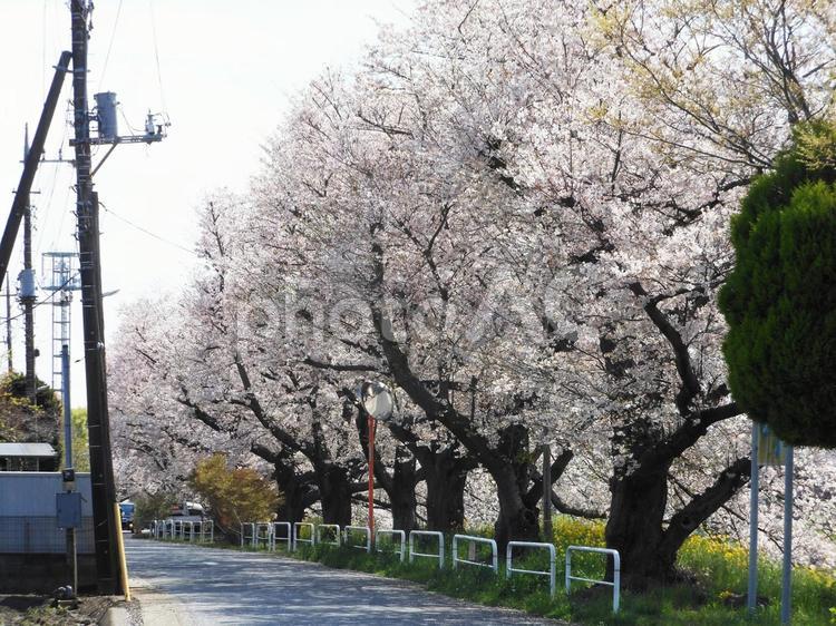 桜並木 桜,ソメイヨシノ,花の写真素材