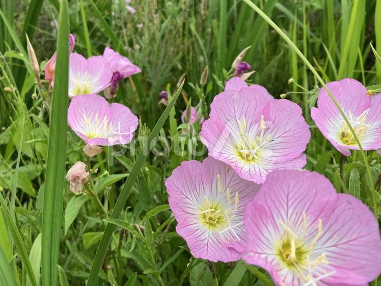 ヒルザキツキミソウ ヒルザキツキミソウ,昼咲き月見草,ピンクの写真素材