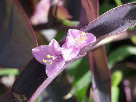 Photo, macro, 3. benhua, pink color, 