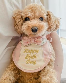 お誕生日のトイプードル お誕生日のトイプードルの写真
