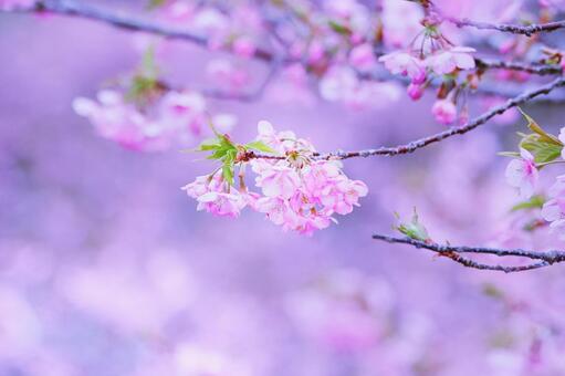 淡いイメージの満開の河津桜 桜,春,花の写真素材