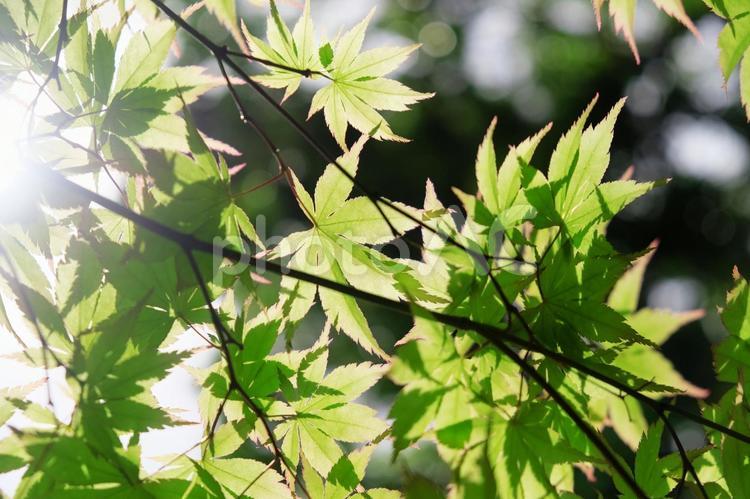 新緑のもみじ（横構図） 新緑,新緑と青空,木漏れ日の写真素材