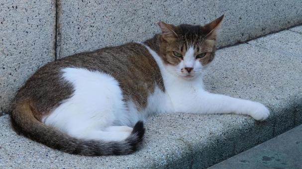 カメラ目線で夕涼みしているもふもふな猫様 カメラ目線で夕涼みしているもふもふな猫様の写真