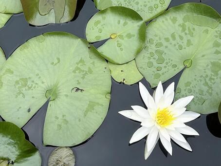 白い睡蓮 睡蓮,スイレン,花の写真素材