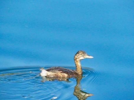 池で泳ぐ冬羽のカイツブリ カイツブリ,野鳥,動物の写真素材