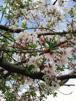 桜と枝と 桜と枝との写真