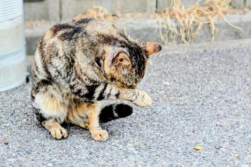 猫 猫の写真