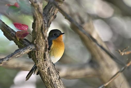 ムギマキ ムギマキ ムギマキ,スズメ目,ヒタキ科の写真素材