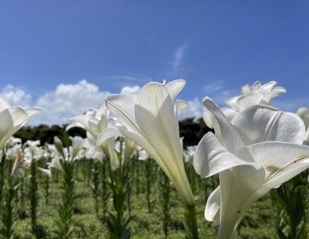 百合 百合 百合,花,自然の写真素材