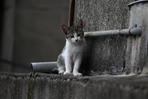走島のにゃんこ達 走島のにゃんこ達 哺乳類,癒される,猫の写真素材