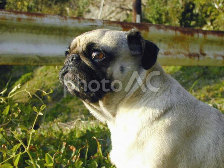 パグのわんぱく散歩 パグ,犬,ペットの写真素材