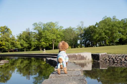 春の公園で遊ぶトイプードル 春の公園で遊ぶトイプードルの写真