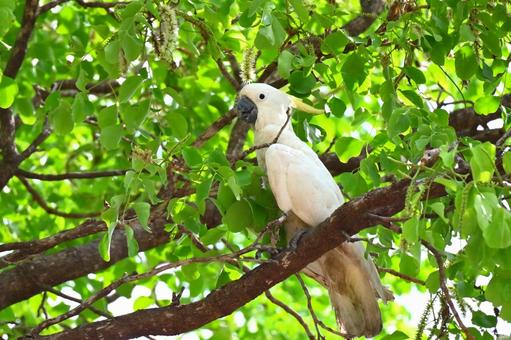野生のキバタン 野生のキバタン キバタン,オウム,野生の写真素材