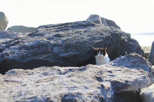 岩場の猫 岩場の猫の写真