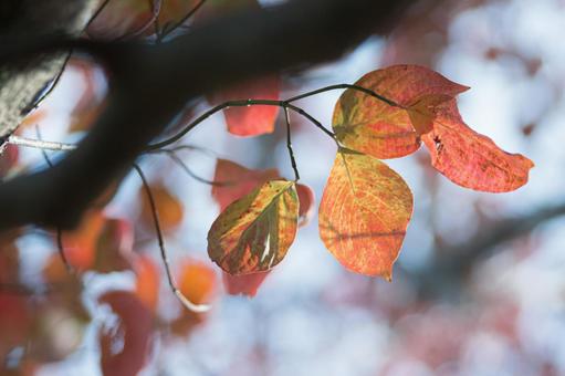 ハナミズキの葉の紅葉 紅葉,はなみずき,10月の写真素材
