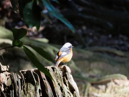 ジョウビタキのオス ジョウビタキのオス ジョウビタキ,鳥,野鳥の写真素材