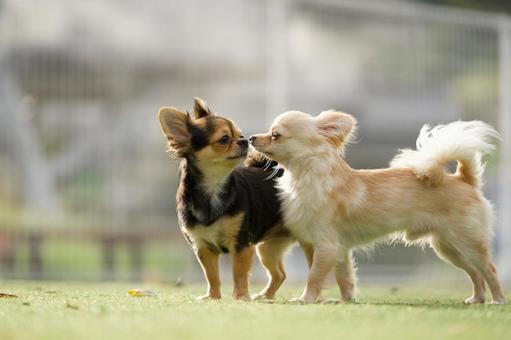 ドッグランのワンコたち(ミックス犬) ドッグランのワンコたち(ミックス犬) 犬,ミックス犬,可愛い犬の写真素材